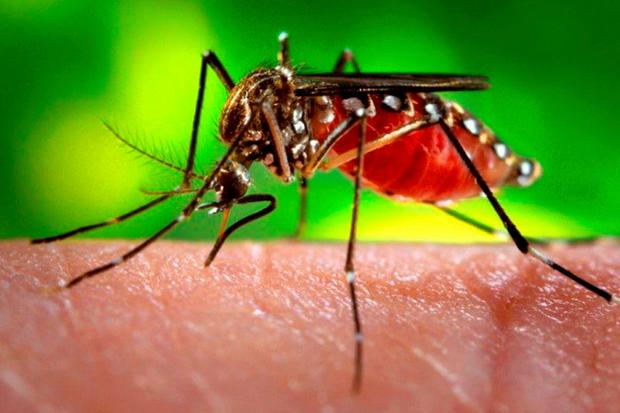 Distribuição da vacina contra a dengue começa na próxima semana
