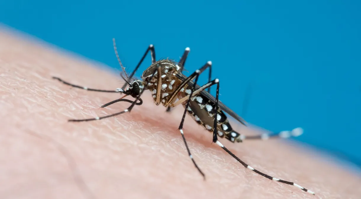 Prefeitura lança campanha de combate à dengue em Criciúma